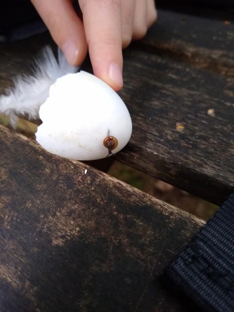 A photo of a snail that was hiding in the egg.