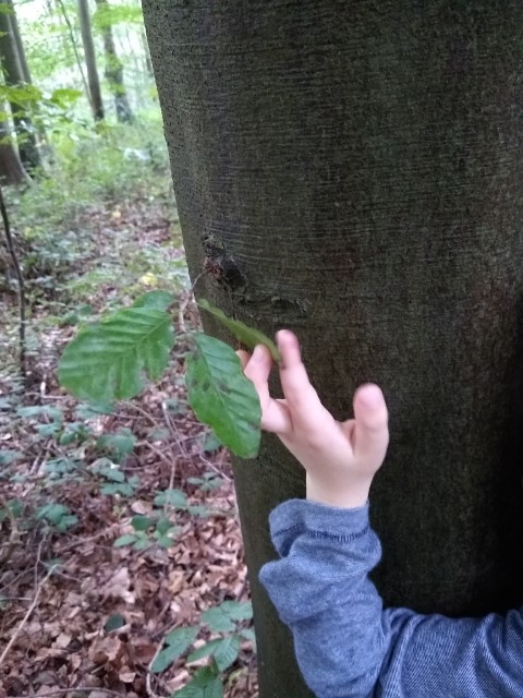 A photo of the new branch I spotted.