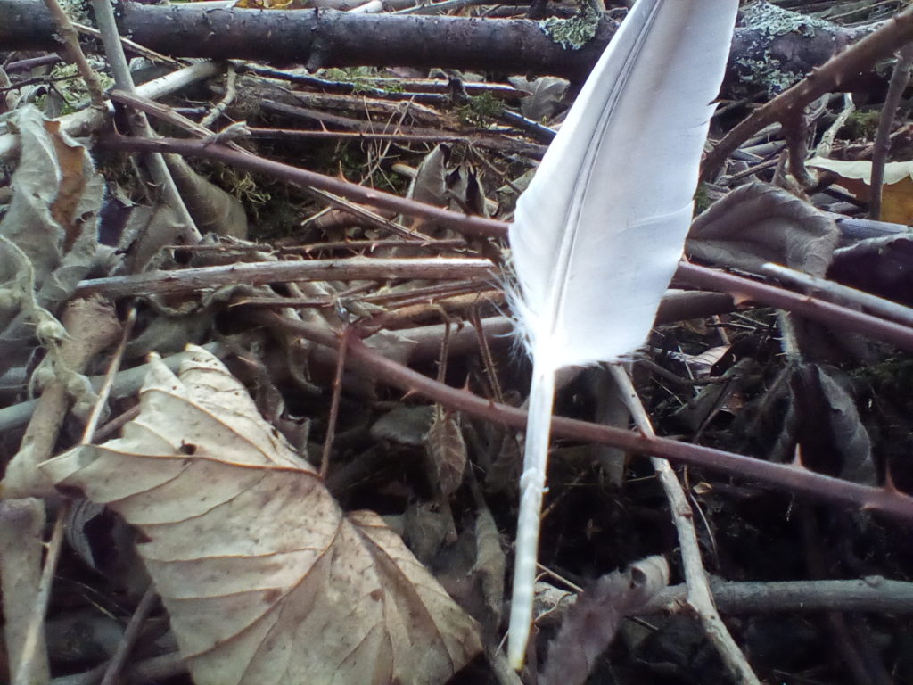 A photo of a main wing feather. It is grey with a white edge.