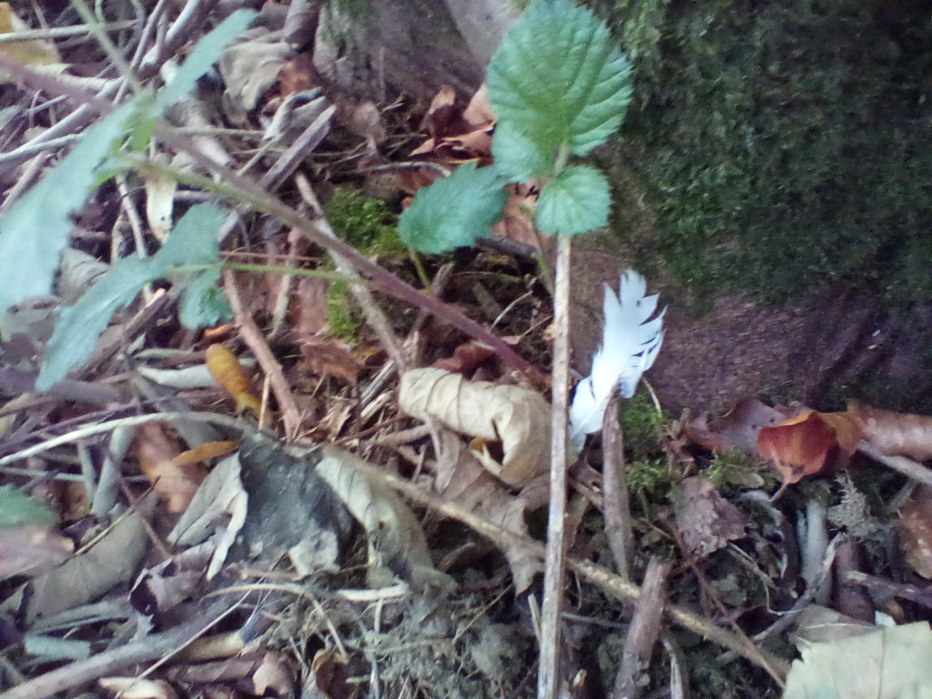 A photo of a grey overlapping wing feather.