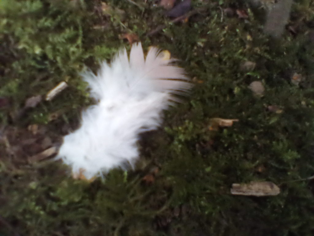 A photo of a white, grey and brown overlapping wing feather.