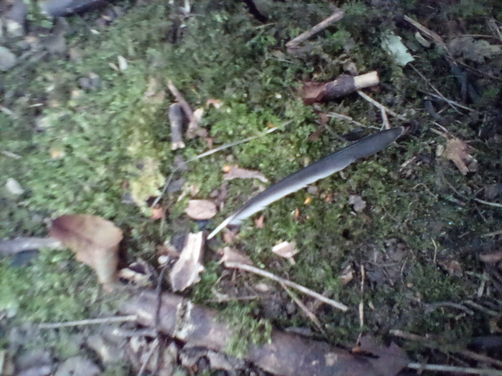 A photo of a black and white overlapping wing feather.