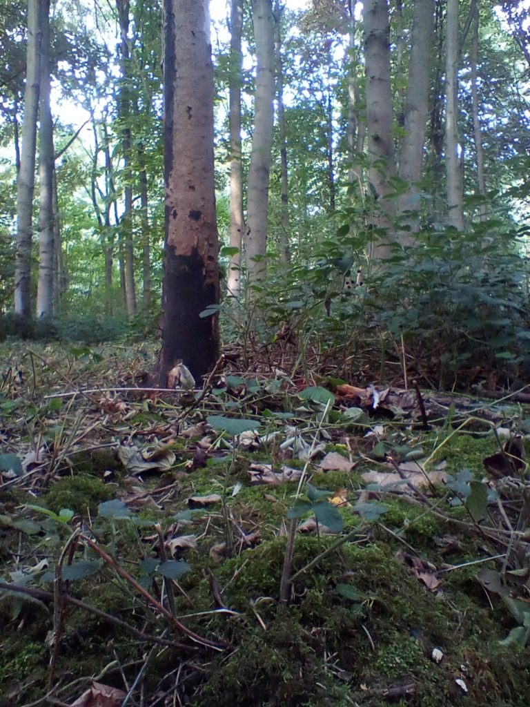 A photo of the tree that the bark is from.