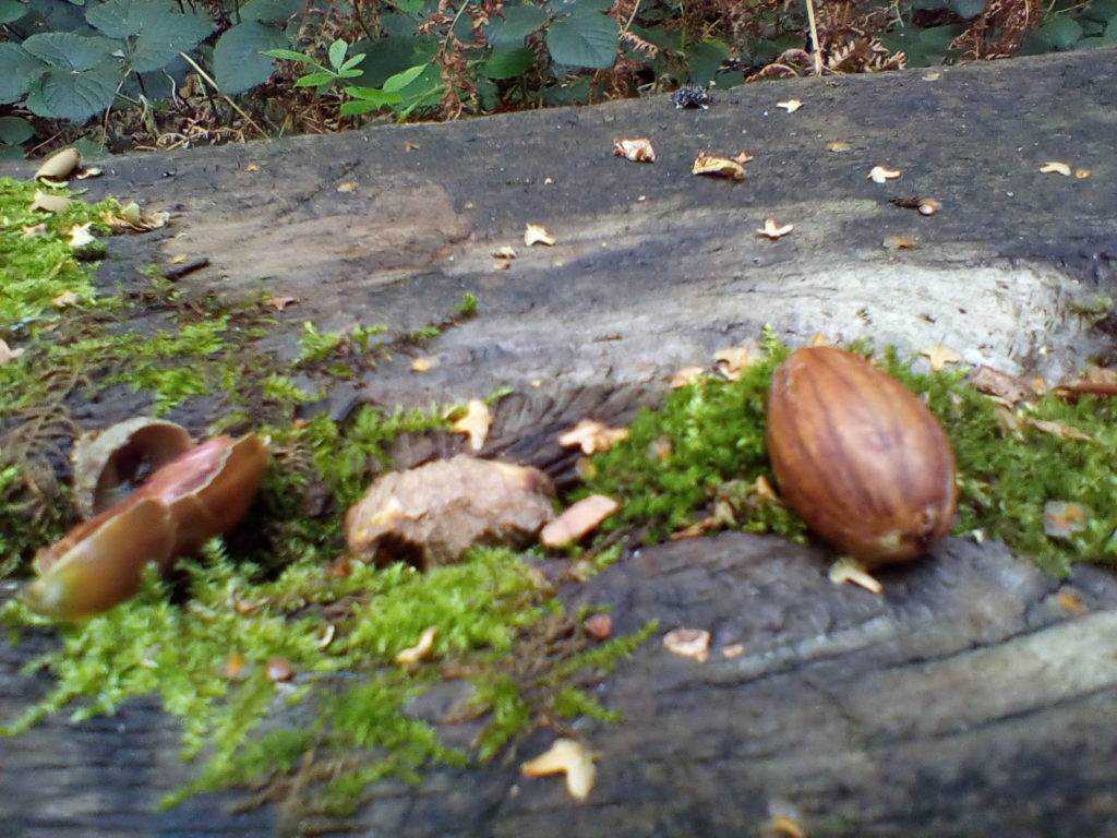 A photo of a seed and some of its protective case.