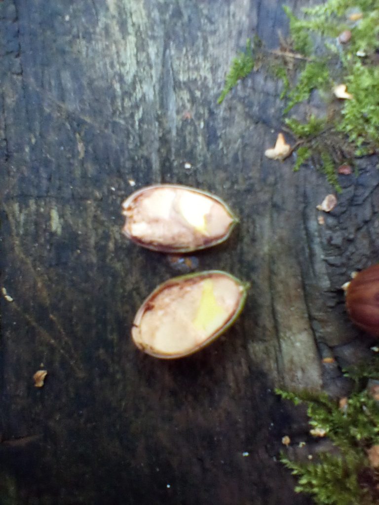 A photo of a seed split in half.