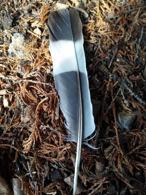 A photo of the tail feather that has three bands of grey.