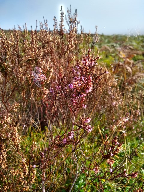 A photo of some heather with pink flowers.