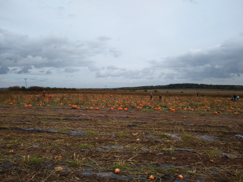 A photo of a muddy field filled with orange pumpkins.