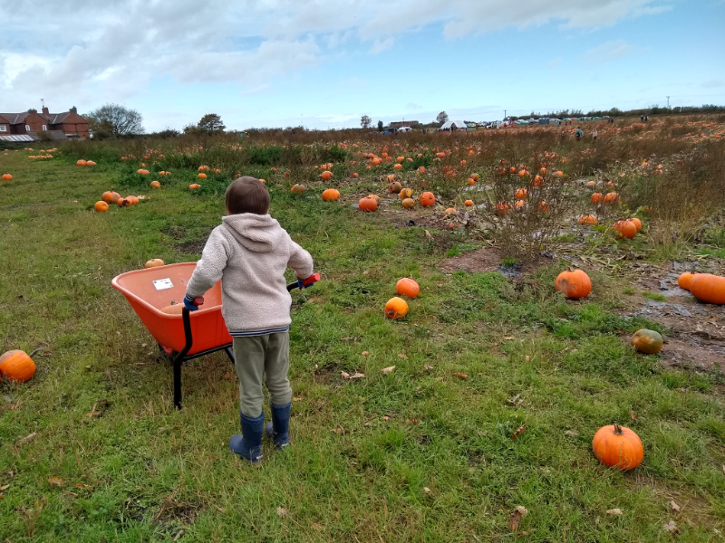 A photo of T pushing a wheelbarrow filled with our pumpkins.
