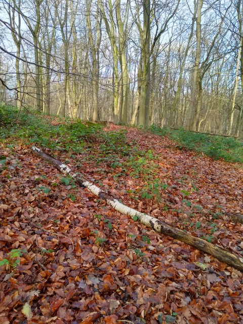 A photo of the adventure playground which is near to the badger sett.