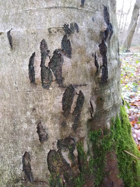 A photo of one of the trees with claw marks on the trunk.