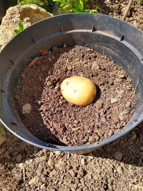 This is a photo of the budding potato in the pot.