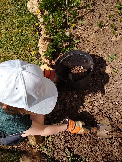 A photo of me putting soil into the pot.