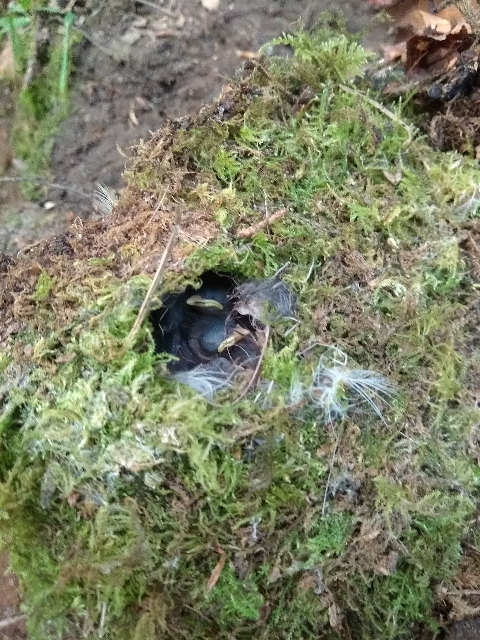 A photo of the wren's nest built from moss, with several tiny beaks poking out from black bodies.