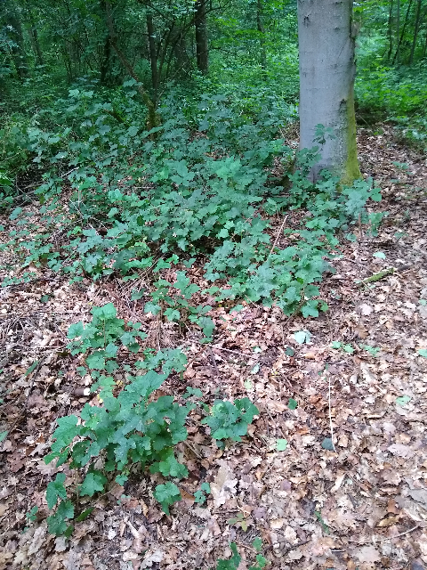 Patch of redcurrants