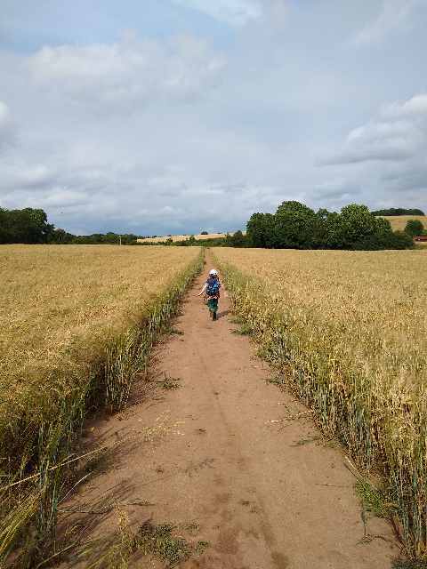 A young boy running along a path through field of barley.
