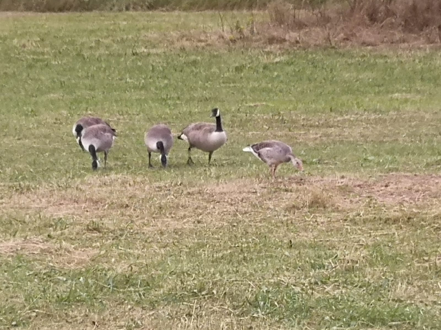 Three Canadian geese with a grey lag goose.