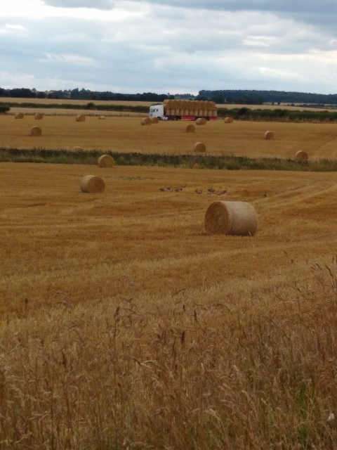 A photo of a golden field with hay bales, a flock of geese and a lorry collecting the bales in the distance.