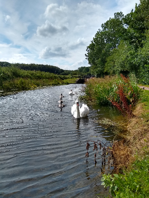 A photo of a family of swans approaching on the canal.