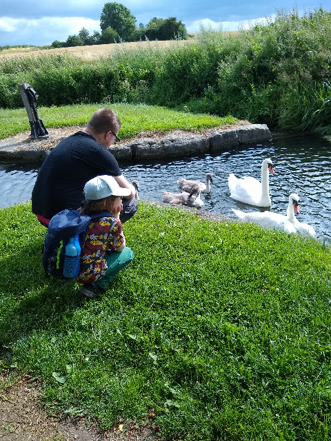 A photo of a young and older boy watching the swans on the water.