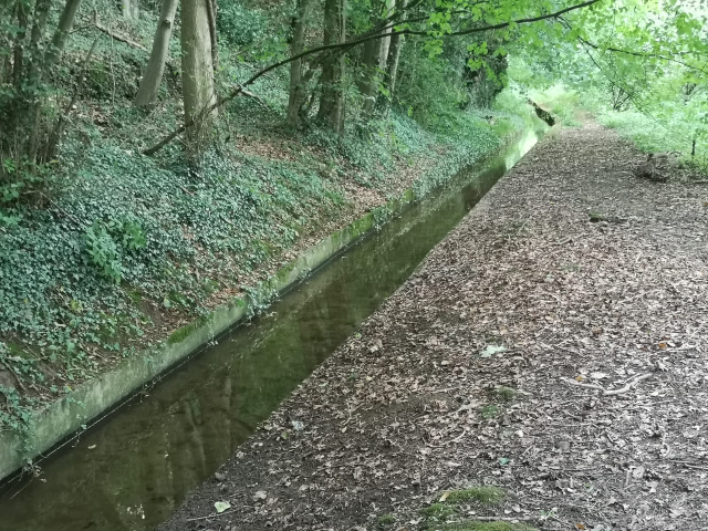 A view of a straight stretch of the water channel passing through woodland.