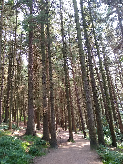 Coniferous trees towering above the path.