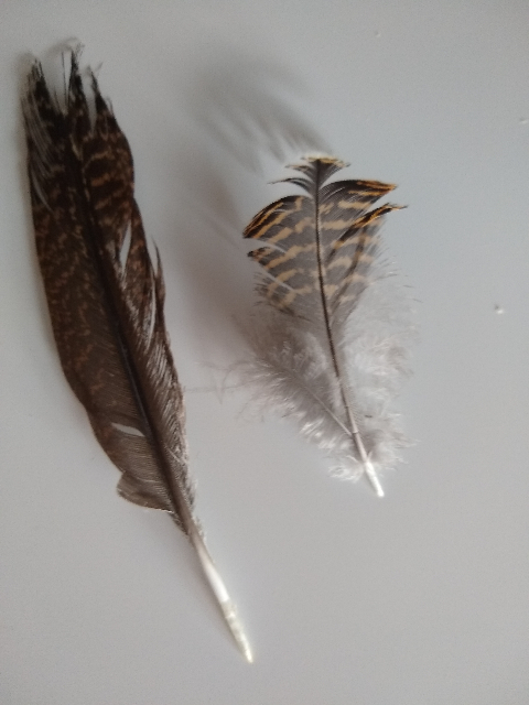 A photograph of two feathers - both brown with orange stripes.