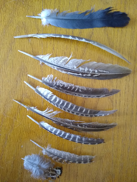 A photo of nine feathers laid out on a wooden surface. Eight of the feathers are brown and cream with various markings. The ninth graduates from light to dark grey.