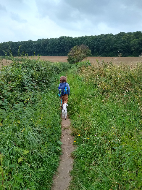 A photo of a boy and small white dog walking down a narrow path between tall hedges and fields.