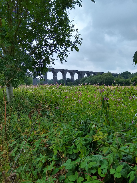 A photo of a very tall and long bridge in the distance, constructed of multiple brick arches. In the foreground there are flowers and fields.