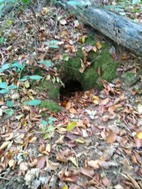 A photo of one of the entrances to an underground badger sett.