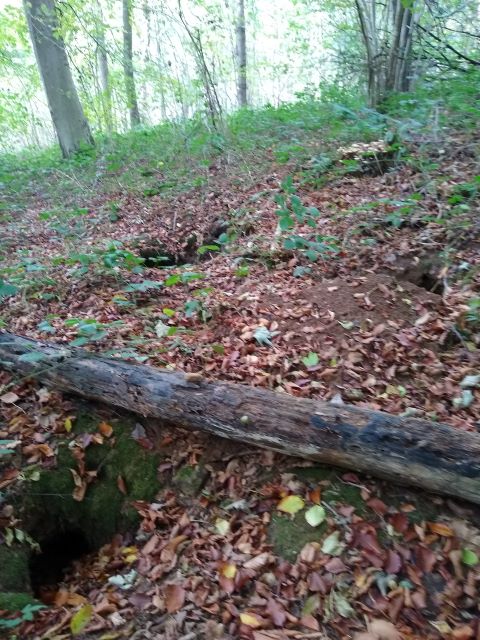 A photo of a badger sett