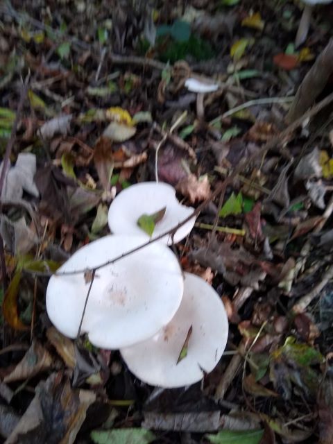 A picture of a white cup shaped clouded funnel