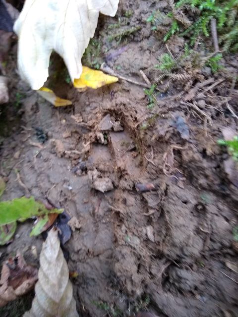 A phot of the two toes of a muntjac deer track.