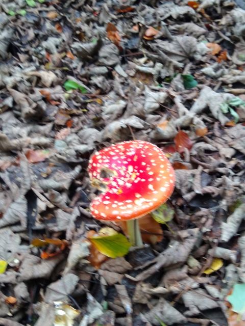 A photo of a red and white fly agaric