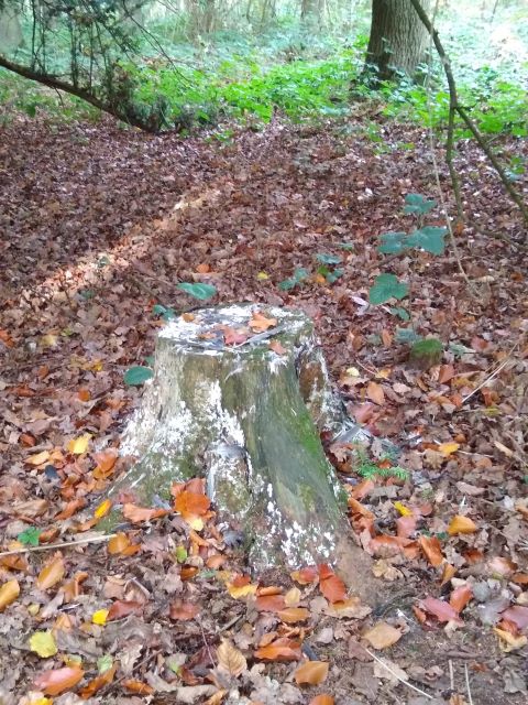 A photo of the remains of a pigeon on a tree stump.