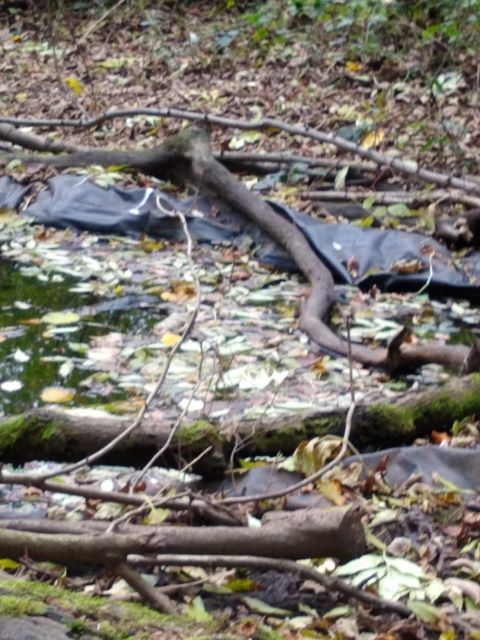 A photo showing leaves floating on the pond