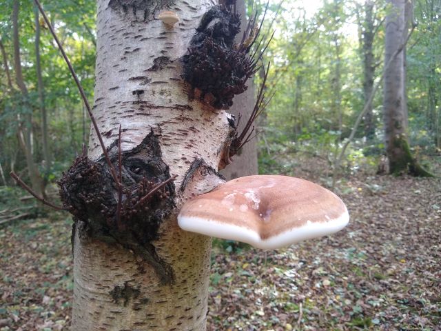 A photo of a brown and white polypore