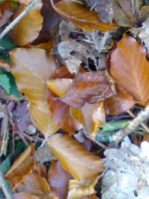 A picture of grey and brown leaves on the ground.