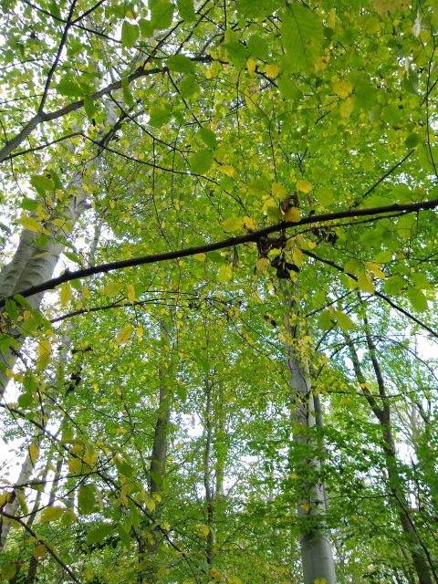 A photo of green and yellow leaves on hazel trees.