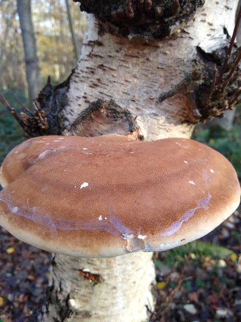A photo showing the polypore with a white trail going round the edge.