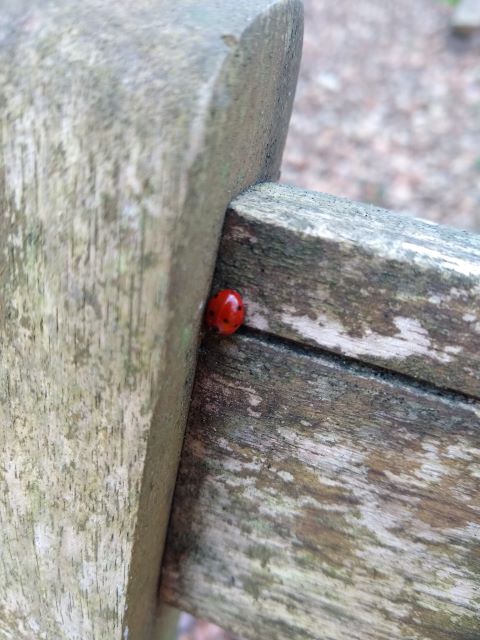 A photo of a three spotted ladybird.