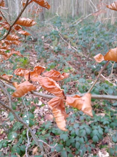 A photo of some orange beech buds.