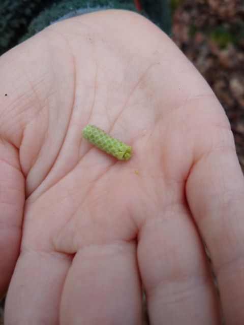 A photo of a green catkin