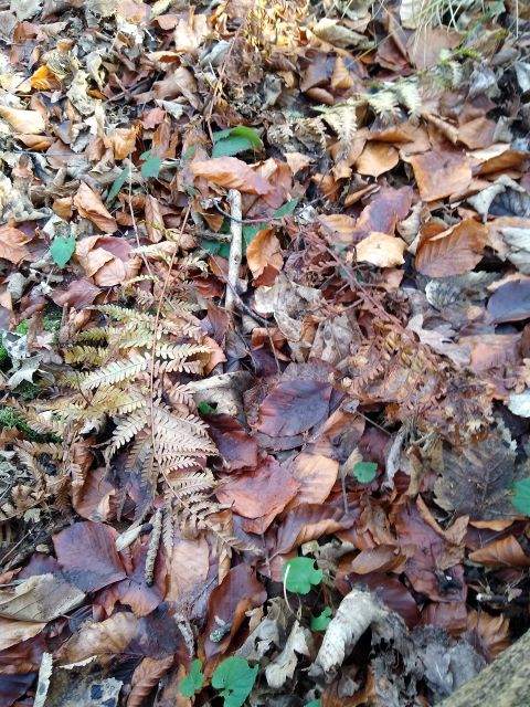 A phito of some dead bracken that looks like the surrounding leaves.