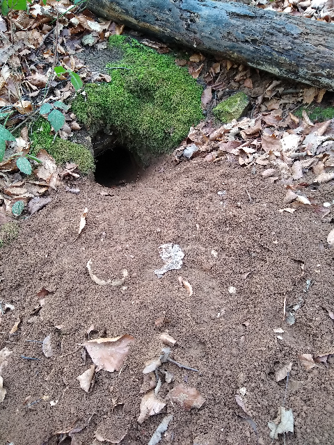 A photo of a tunnel leading to the set. The tunnel is surrounded by moss and earth.