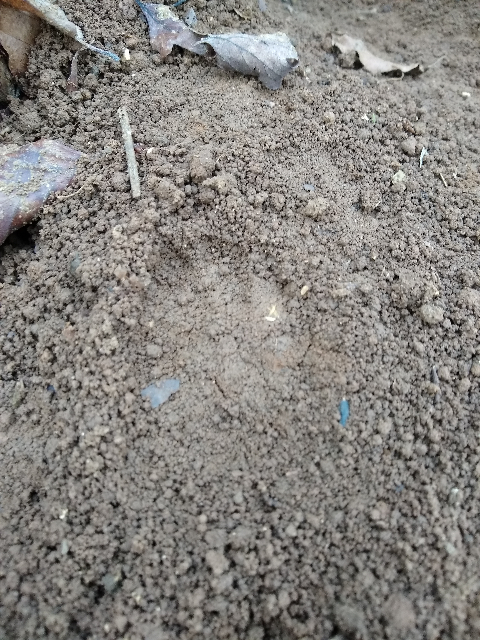 A photo of a fox print in some fresh soil.