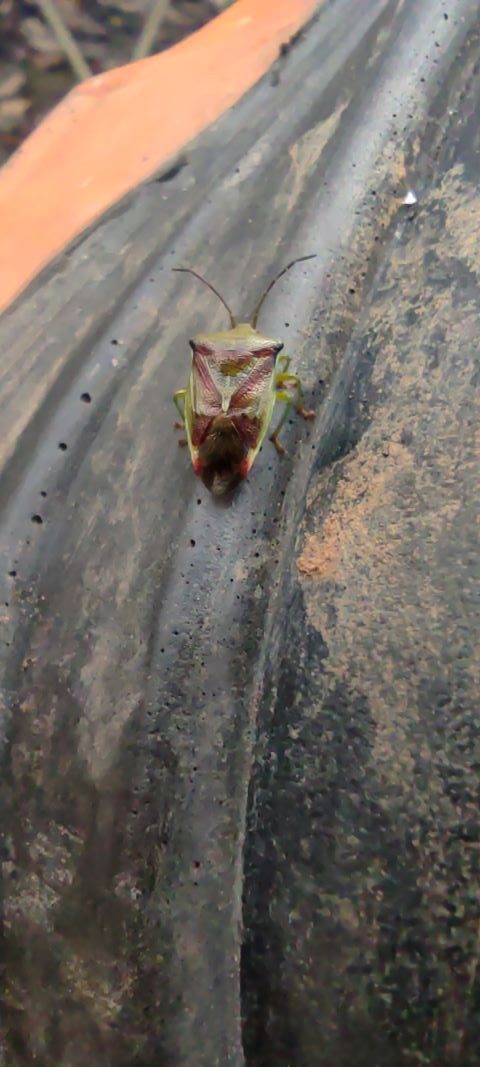 A photo of a green and brown hawthorne shield bug with a brown v shape on its back.
