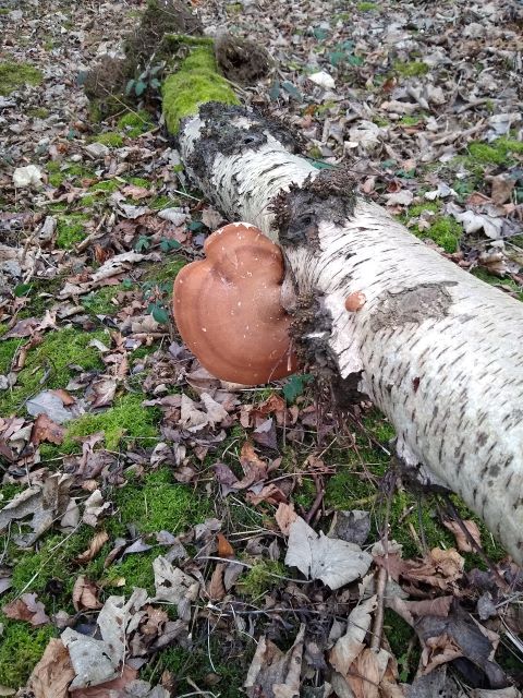 A photo of a big polypore and a small polypore on a tree that has fallen over