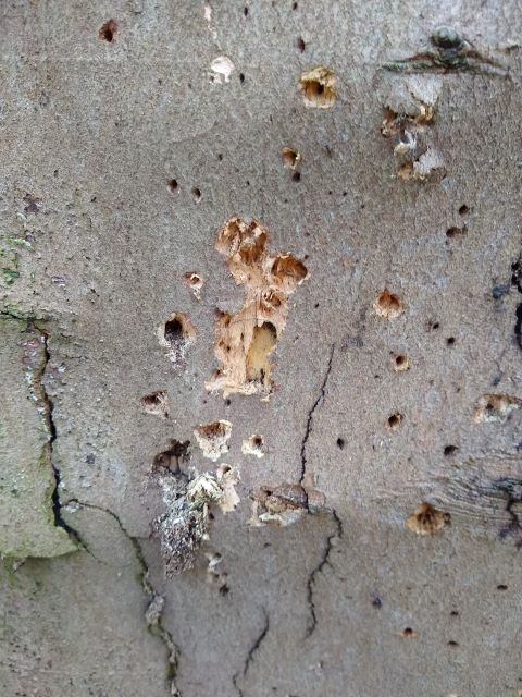 A photo of a dead tree full of woodpecker holes.